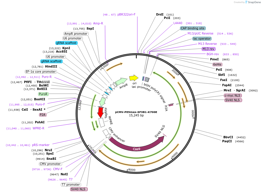 200317-plasmid-map-sequence-id-396311