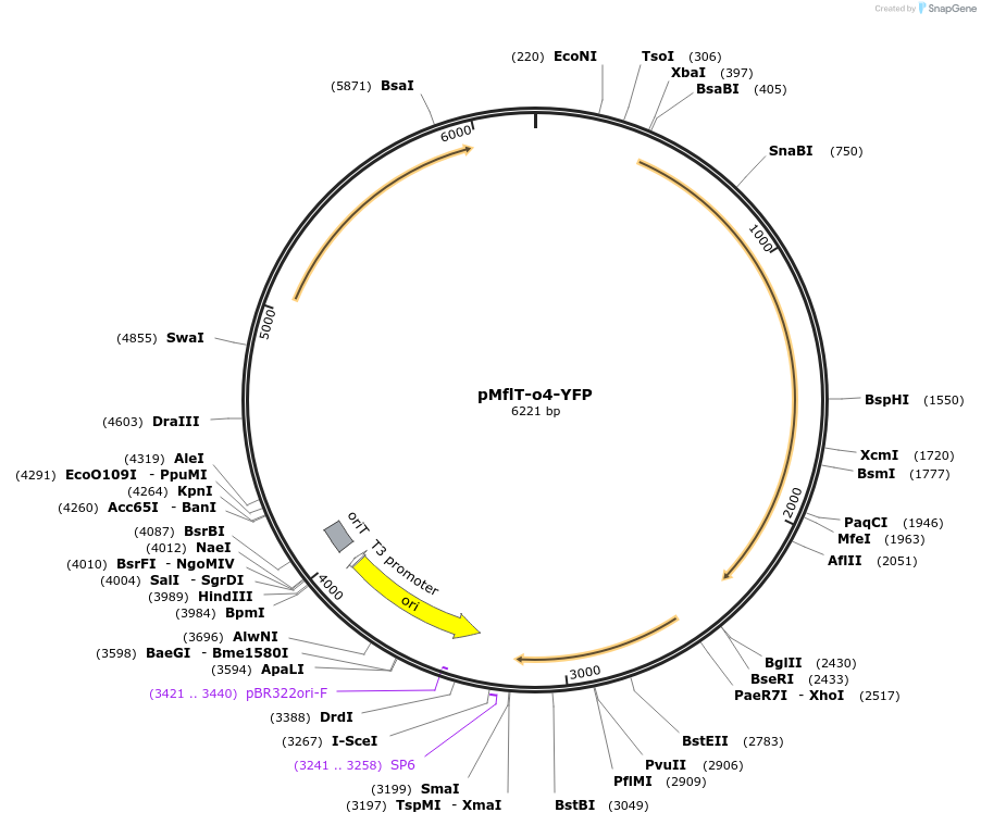 201856-plasmid-map-sequence-id-396316