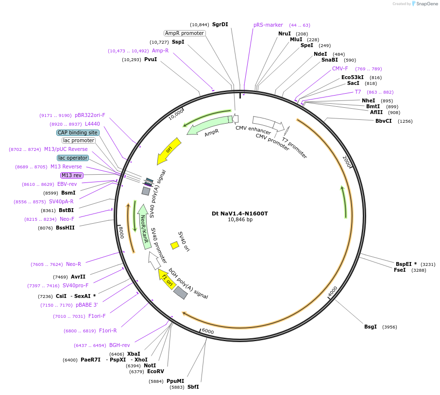 200308-plasmid-map-sequence-id-396324