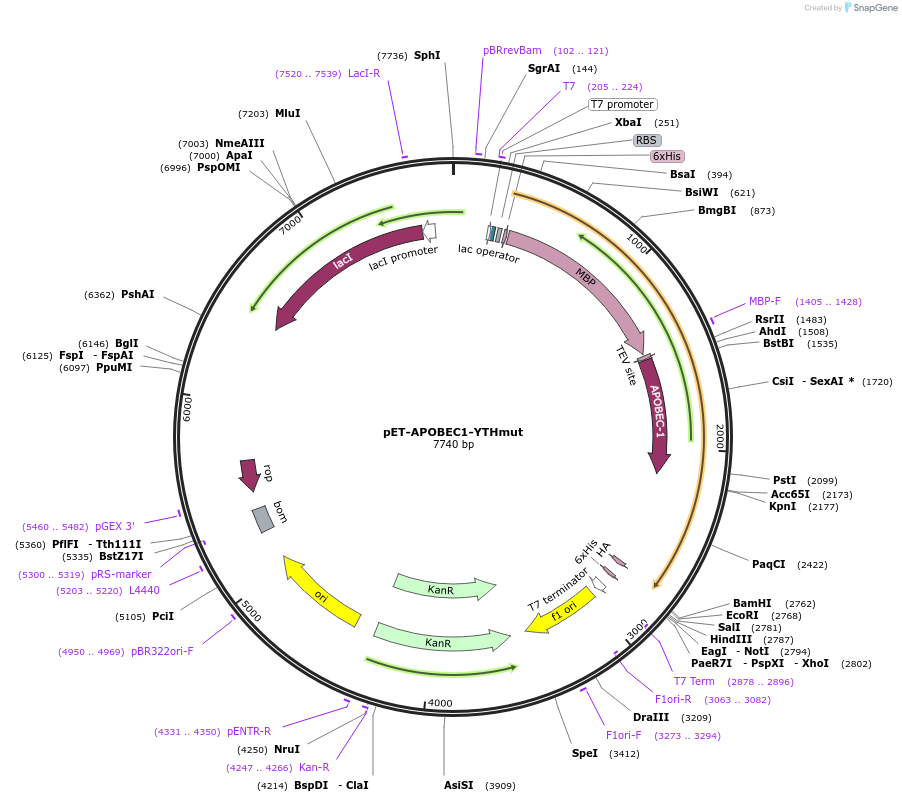 200159-plasmid-map-sequence-id-396325