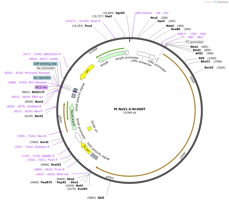 200289-plasmid-map-sequence-id-396326