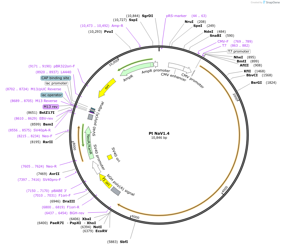 200233-plasmid-map-sequence-id-396330