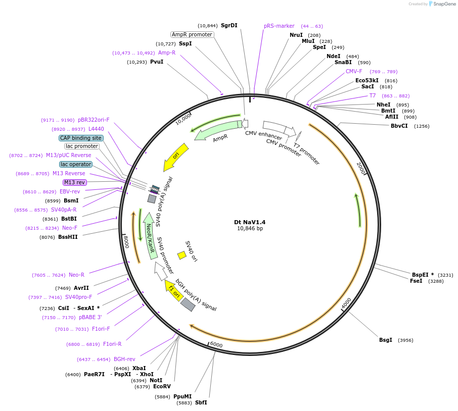 200250-plasmid-map-sequence-id-396332