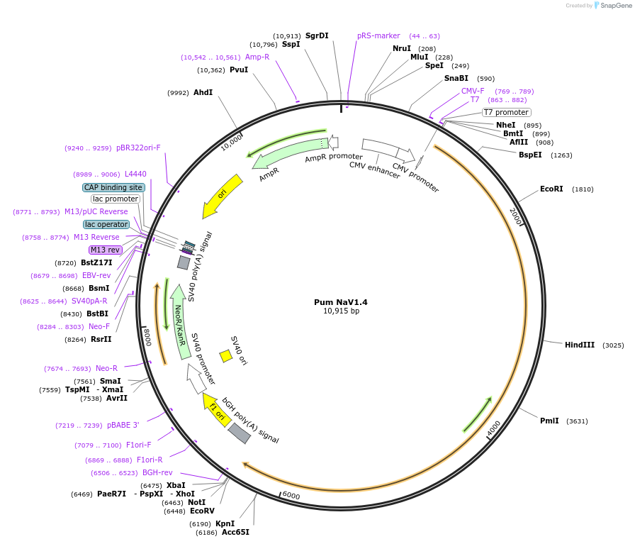200230-plasmid-map-sequence-id-396335