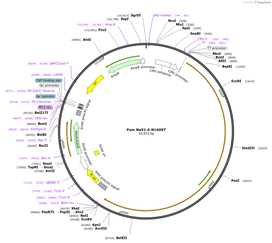 200287-plasmid-map-sequence-id-396338