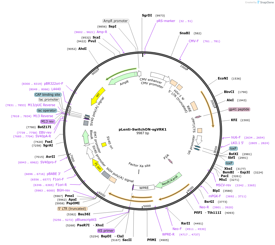 199638-plasmid-map-sequence-id-396354