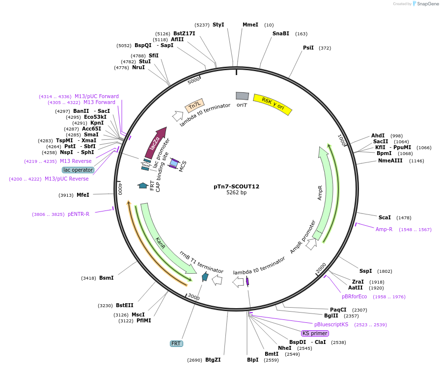 200992-plasmid-map-sequence-id-396382