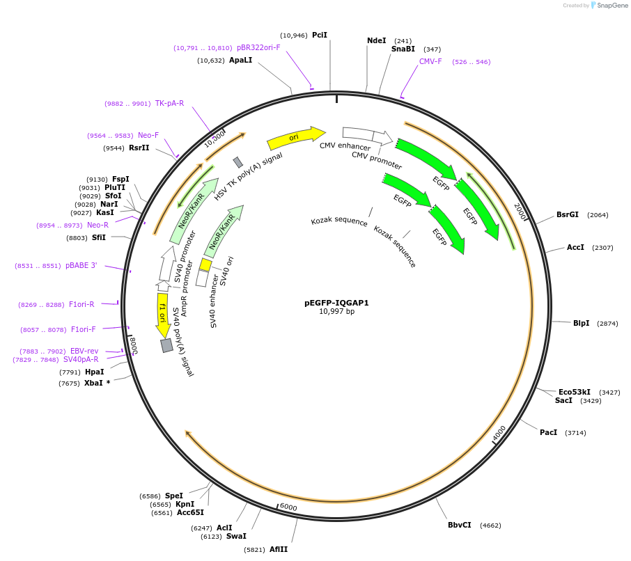 30112-plasmid-map-sequence-id-396388