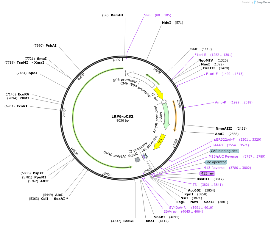 27242-plasmid-map-sequence-id-396430