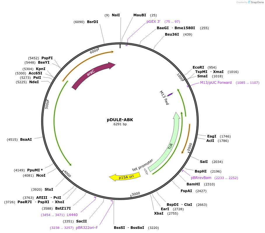 49086-plasmid-map-sequence-id-396431