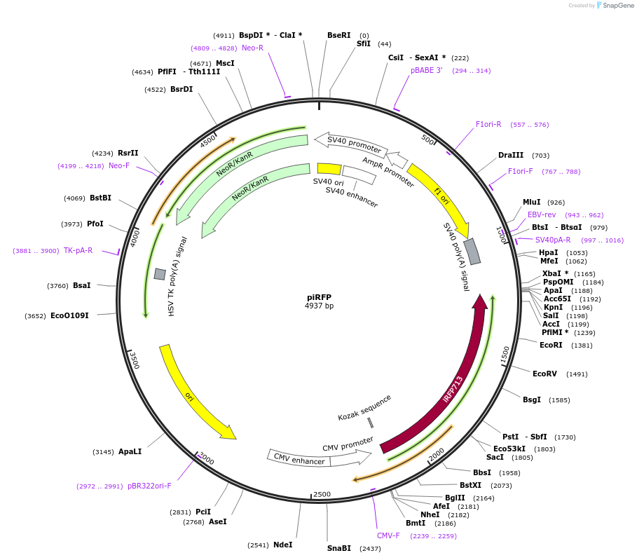 31857-plasmid-map-sequence-id-396432