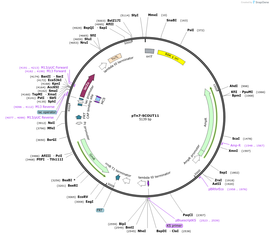 200991-plasmid-map-sequence-id-396434