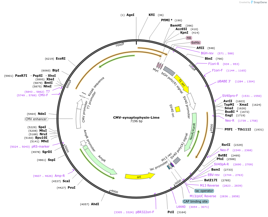 201016-plasmid-map-sequence-id-396438