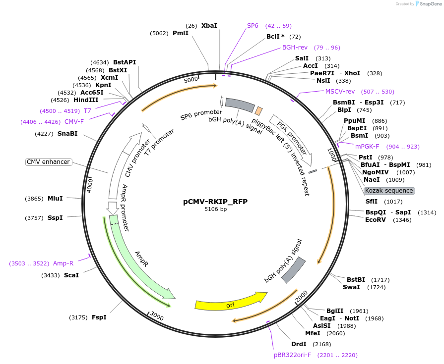 199215-plasmid-map-sequence-id-396441