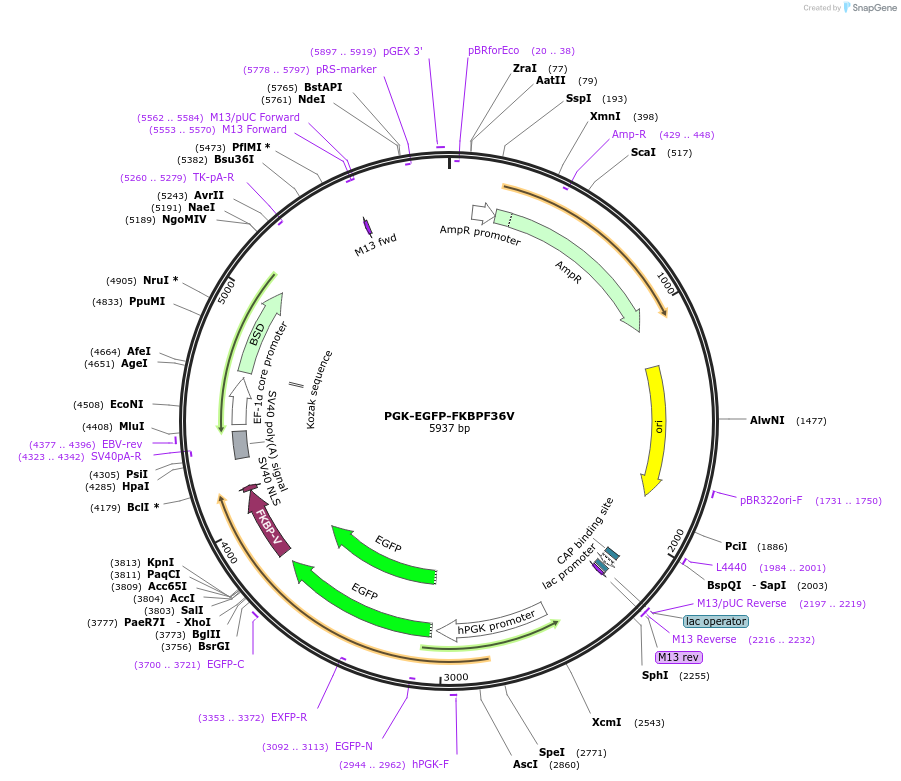 199765-plasmid-map-sequence-id-396443