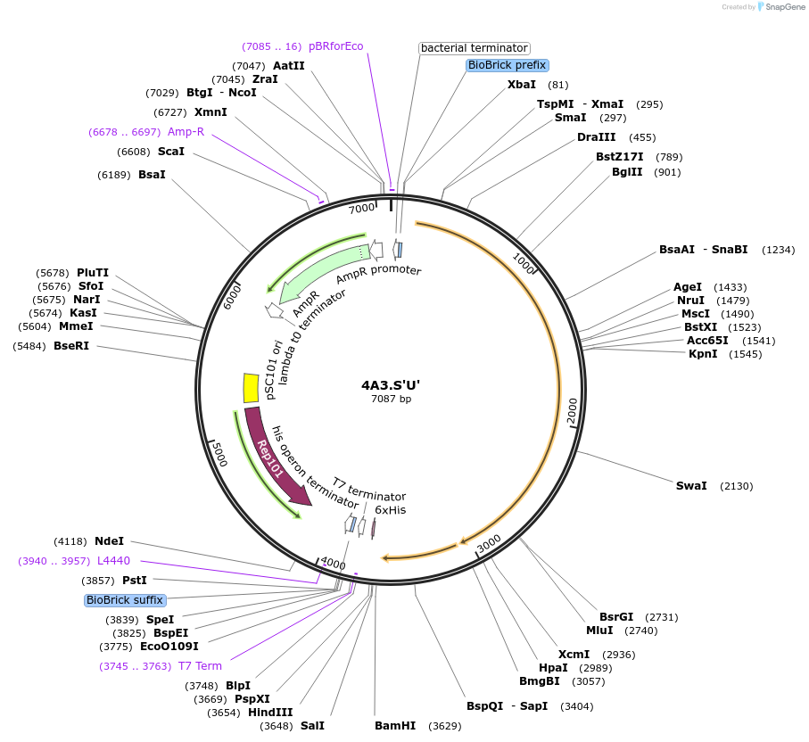 197676-plasmid-map-sequence-id-396452