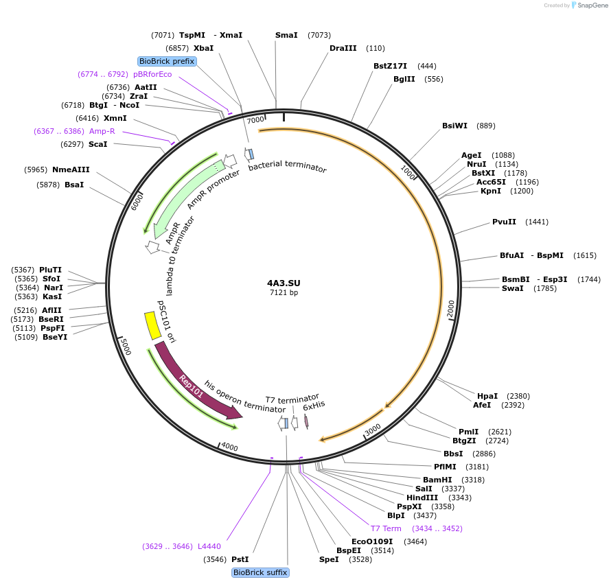 197675-plasmid-map-sequence-id-396454