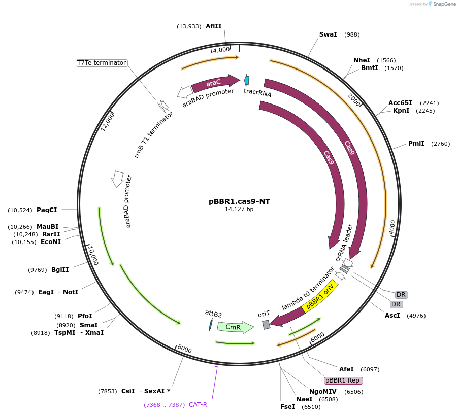 197871-plasmid-map-sequence-id-396456
