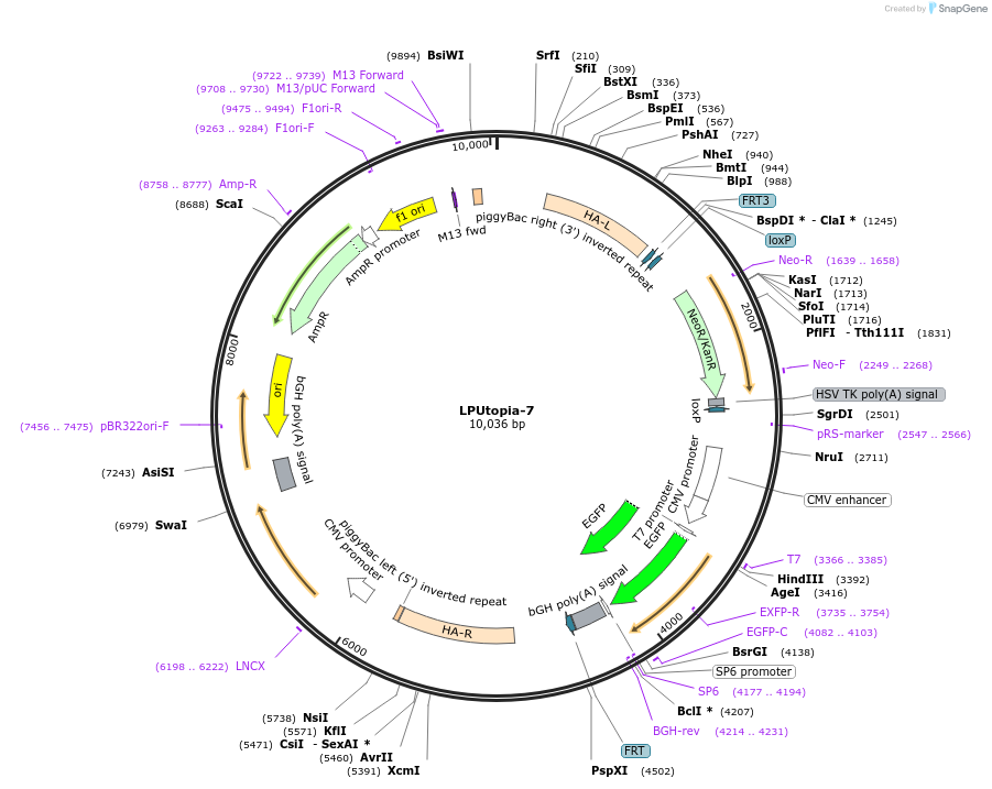 199212-plasmid-map-sequence-id-396462
