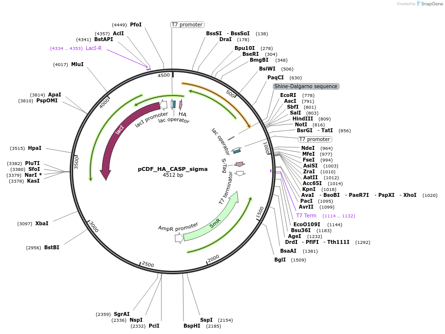 197614-plasmid-map-sequence-id-396471