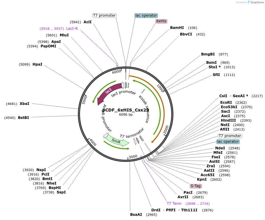 197613-plasmid-map-sequence-id-396473