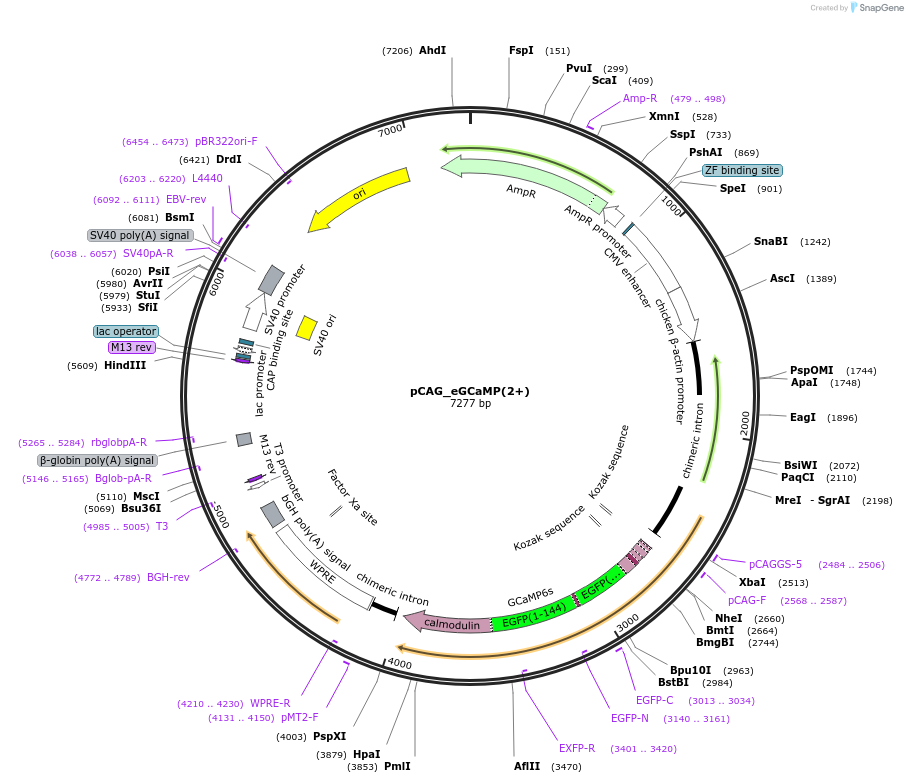 201148-plasmid-map-sequence-id-396537