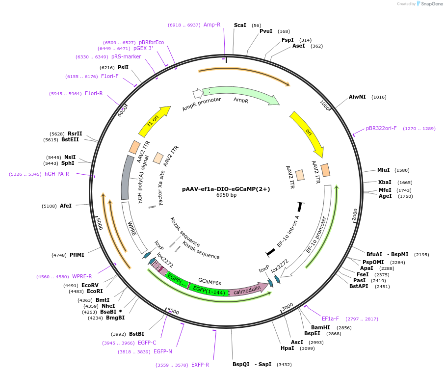 201150-plasmid-map-sequence-id-396539