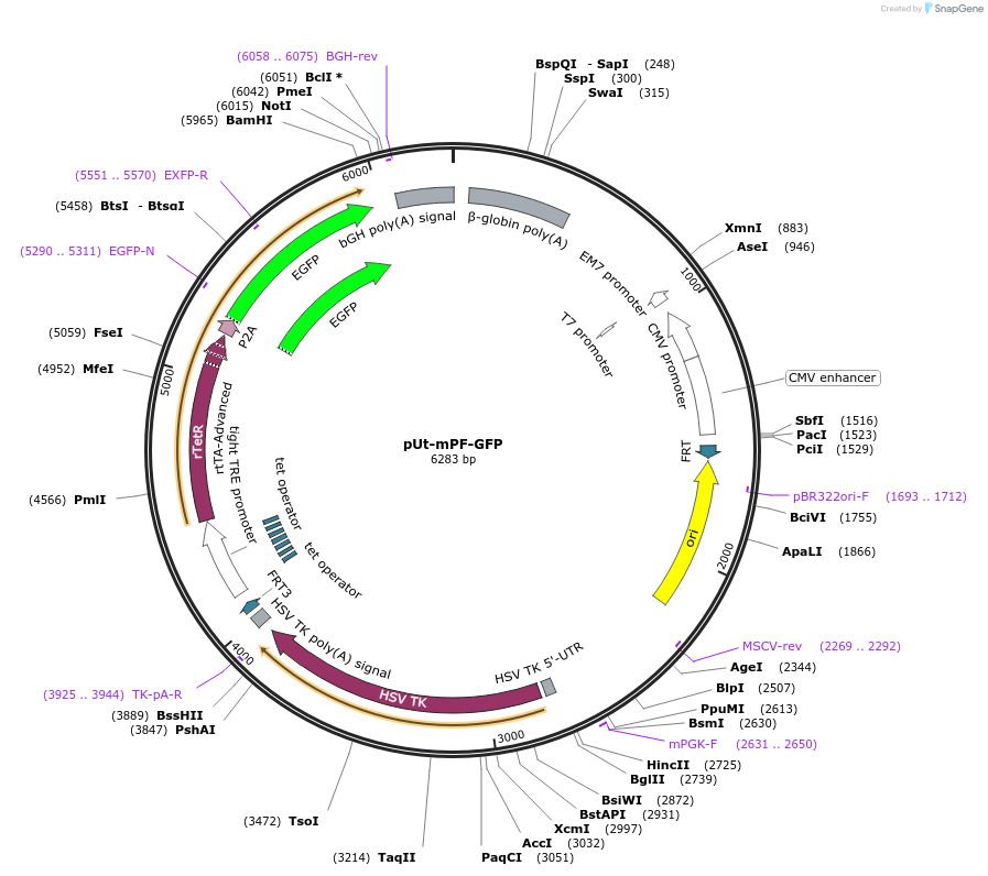 199222-plasmid-map-sequence-id-396540