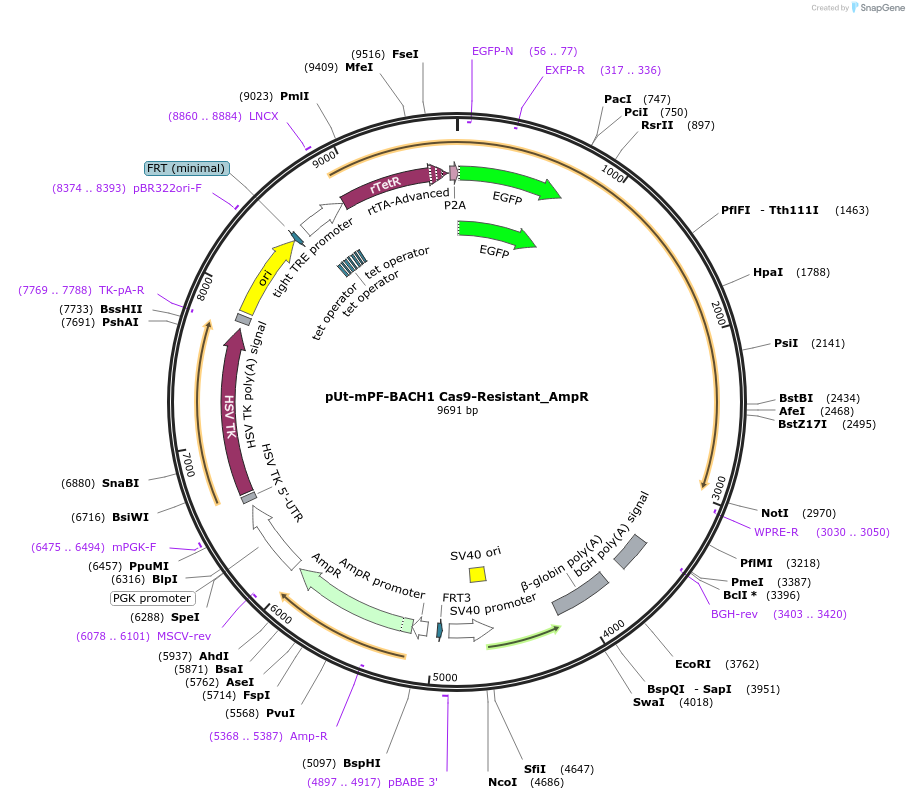 199221-plasmid-map-sequence-id-396541