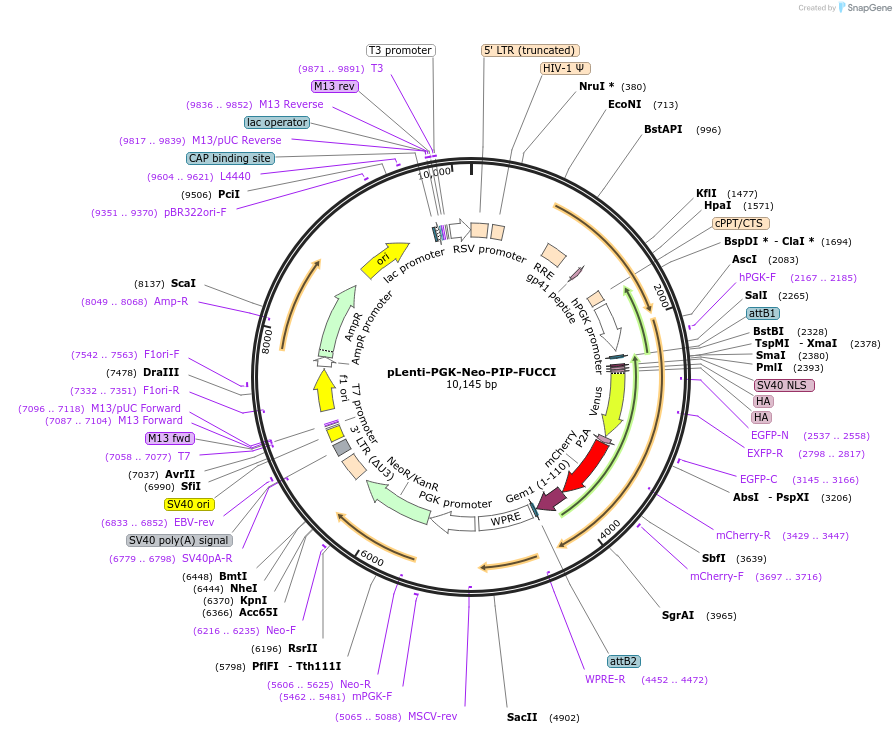 118616-plasmid-map-sequence-id-396547