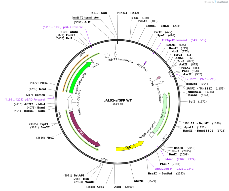 197575-plasmid-map-sequence-id-396574