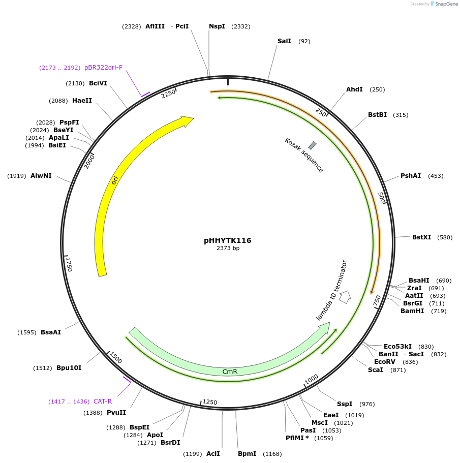 200149-plasmid-map-sequence-id-396578