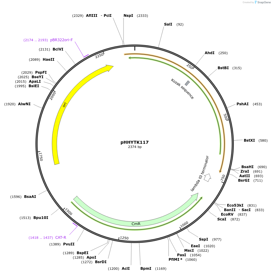 200150-plasmid-map-sequence-id-396579