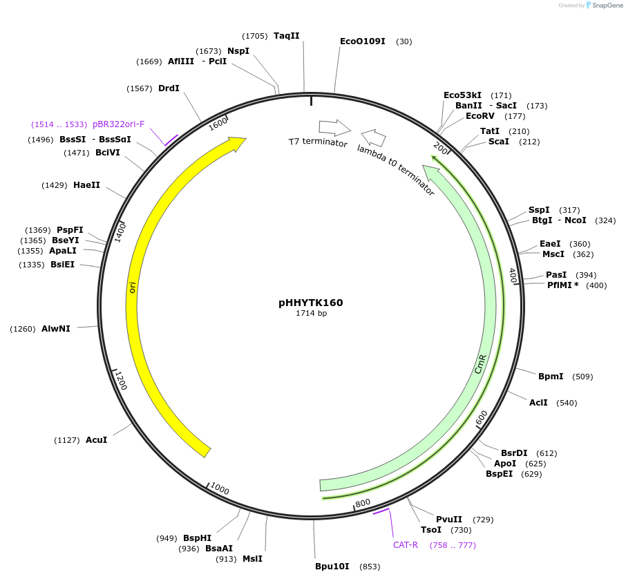 200154-plasmid-map-sequence-id-396581