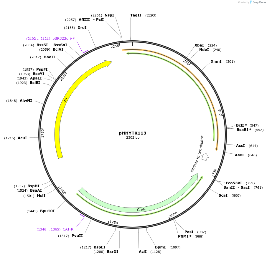 200144-plasmid-map-sequence-id-396584