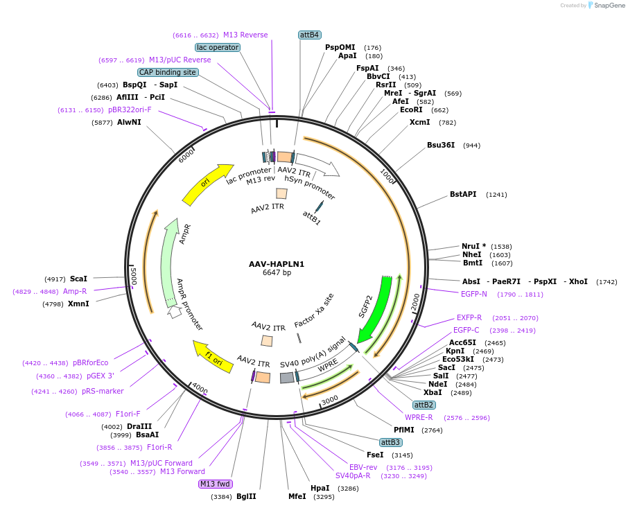 200777-plasmid-map-sequence-id-396588