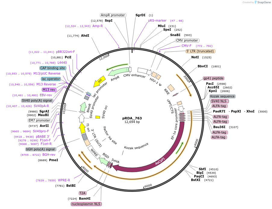 201156-plasmid-map-sequence-id-396589