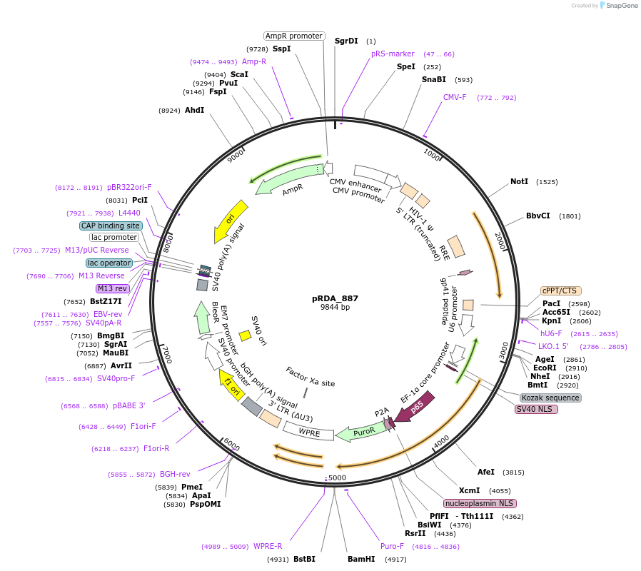 201164-plasmid-map-sequence-id-396591