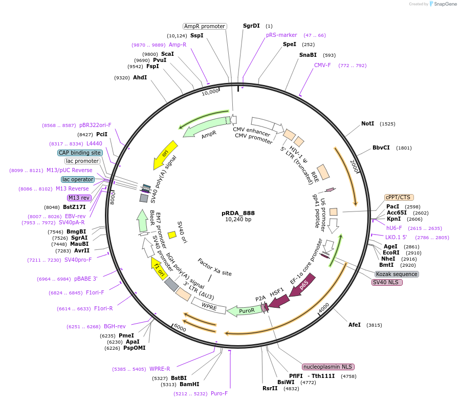 201165-plasmid-map-sequence-id-396592