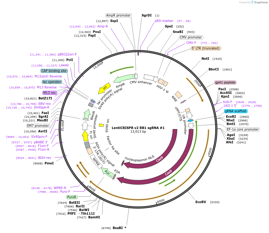 202516-plasmid-map-sequence-id-396599