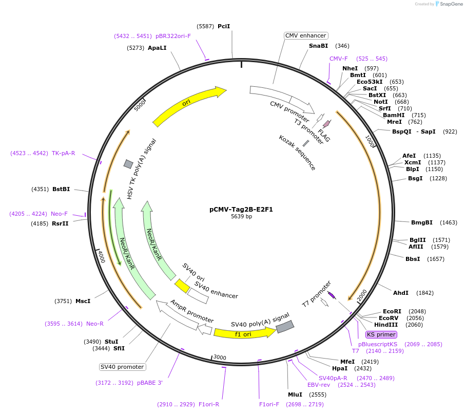 202520-plasmid-map-sequence-id-396601