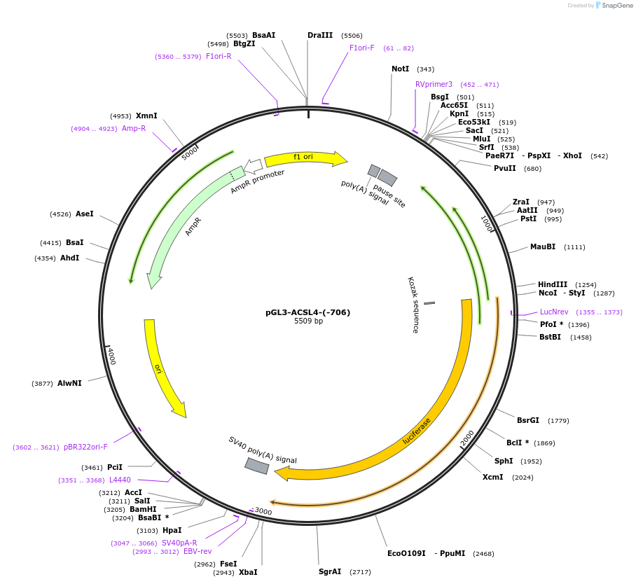 202513-plasmid-map-sequence-id-396602