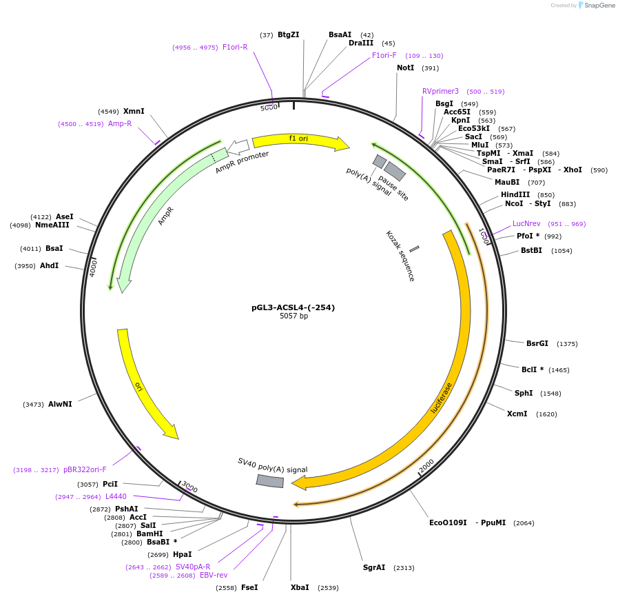 202512-plasmid-map-sequence-id-396603