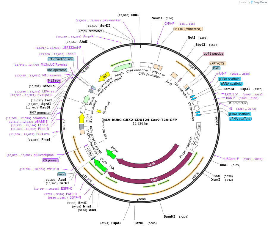 192287-plasmid-map-sequence-id-396608