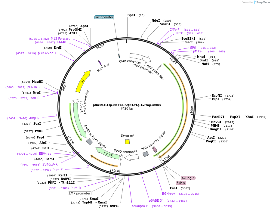156861-plasmid-map-sequence-id-396615