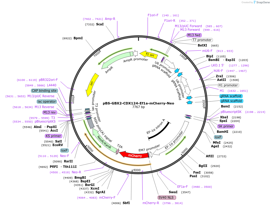 192823-plasmid-map-sequence-id-396620