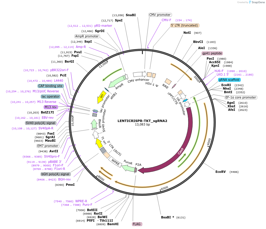 201625-plasmid-map-sequence-id-396621