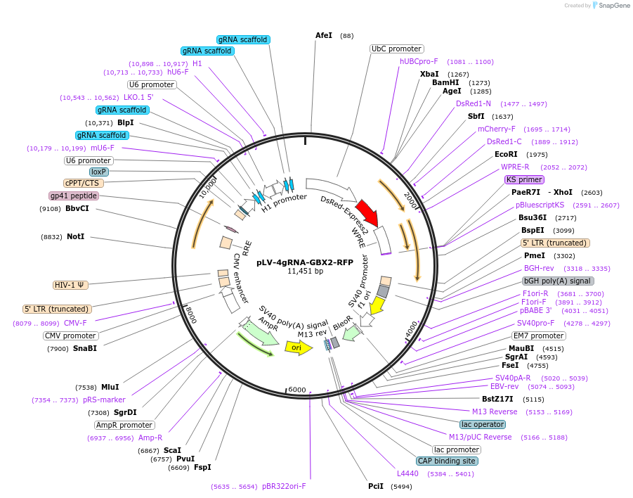 192288-plasmid-map-sequence-id-396626
