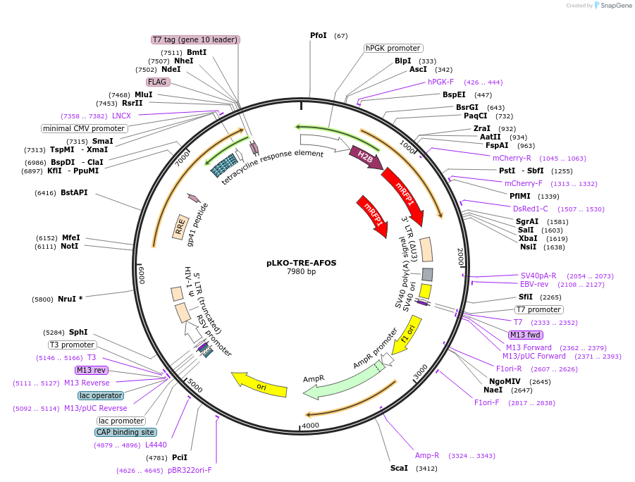 197079-plasmid-map-sequence-id-396633