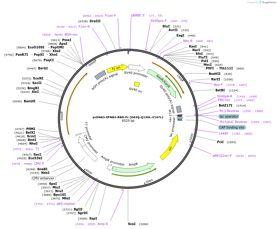 200980-plasmid-map-sequence-id-396673